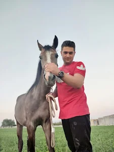 مجموعه پرورش اسب دلار