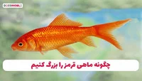 مرغ وماهی نوروزی