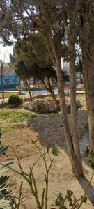پارک شهرداری 4
