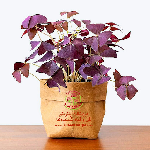 فروشگاه اینترنتی شمعدونیا
