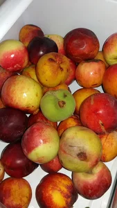 سوپر میوه چهار فصل