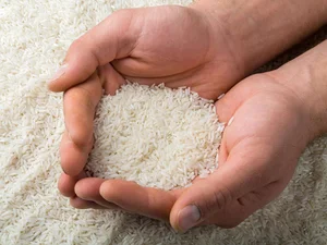 برنج گیلان امیدی