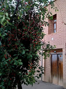 میدان ولیعصر محله بالا