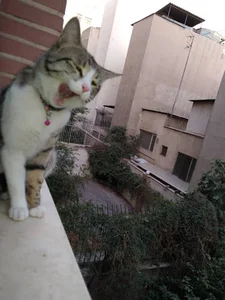 مجتمع امام علی علیه السلام