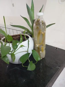 محصولات خانگی خیار شور 2
