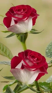 گلفروشی گل برای گل