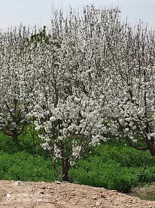 خانه باغ اکبر رضایی