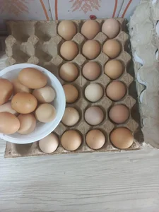 مرغ وپروتئینی بیرنا 2