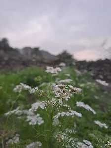 میناب پشته علی اباد