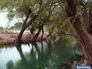 تیر باغ 4