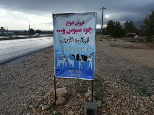 خوراک دام و جو فروشی معصومی