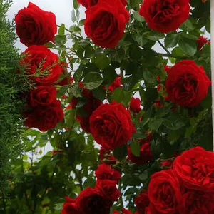 قهوه فروشی حسینعلی بابری