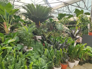 گلسرای عدالت