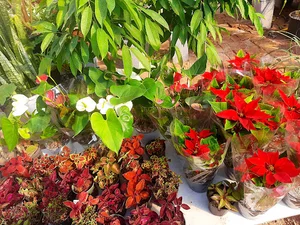 باکاراگل