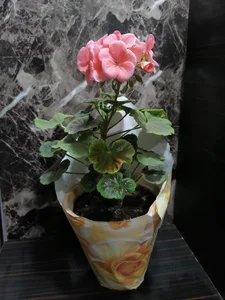 🌺🌺گل فروشی اینترنتی پکهای پنج تایی آپارتمانی 🌺🌺 3