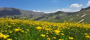 شاه چشمه