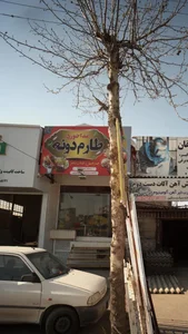 غذا خوری طارم دونه 2