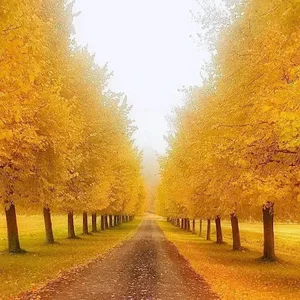 بیمه پاسارگاد نمایندگی 1345