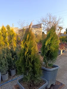 نهالستان سبز گستر رضایی