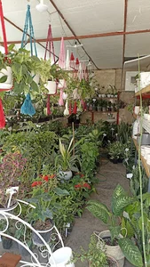 گلفروشی گل فرد ۲