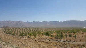 مجموعه باغ شرکت کشت و صنعت شهمیرزاد
