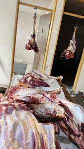 پخش گوشت شترمرغ طلایی