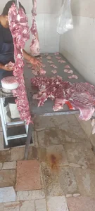 دامداری برادران امینی 4