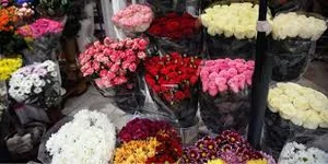 نهالستان جلالی