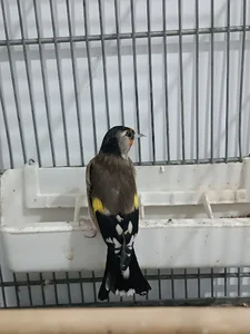 سرای پر طلایی