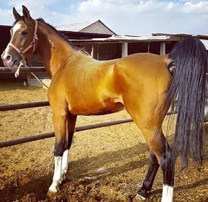 پرورش اسب سامان