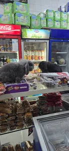 استار مارکت