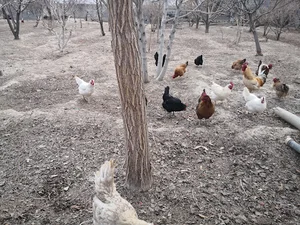 مجموعه کشاورزی علی