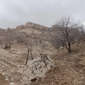 ڕێ