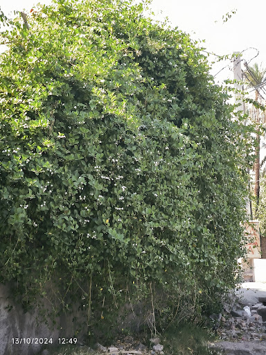 خانه معلم بم