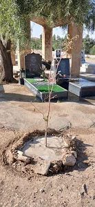 قبرستان درخشان درخت علی بهرامی🌳