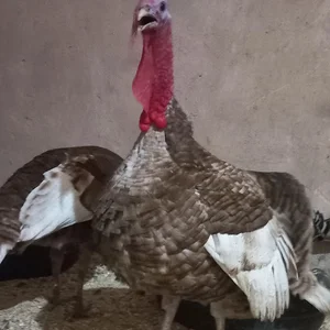مزرعه بوقلمون کوشکی