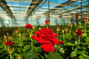گلسرای گل رز