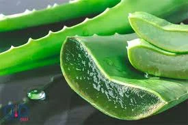 ۱۰ خواص آلوئه ورا و مضرات آن
