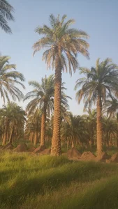 نرماشیر