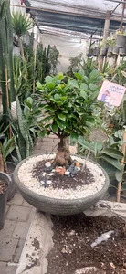 گلخانه رباط