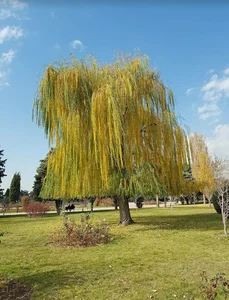 پارک