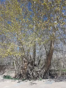 چنار کهنسال (400 ساله) خواجه