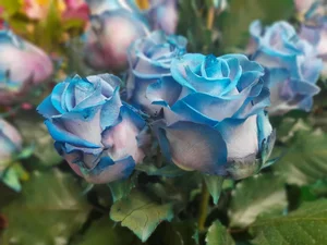 گالری گل مریم 5