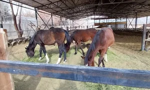 مجموعه پرورش اسب آدنیس