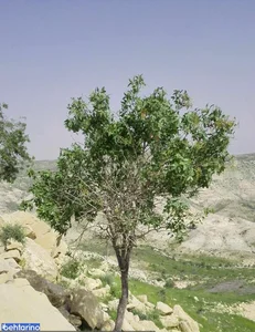 روستای تنگ فاریاب 3