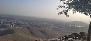 درخت سنجد