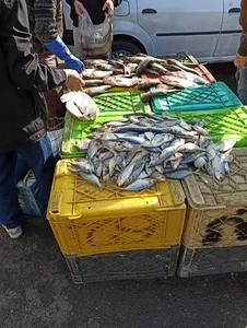 فروش آنلاین ماهی ومیگو