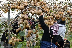 باغ کیوی و خرمالو آکده