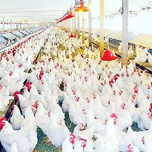 مرغ فروشی برادران سواری
