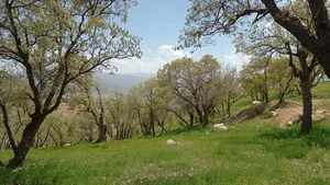 بوستان جنگلی کوهستان یاسوج 3